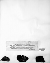 Image of Frutidella caesioatra